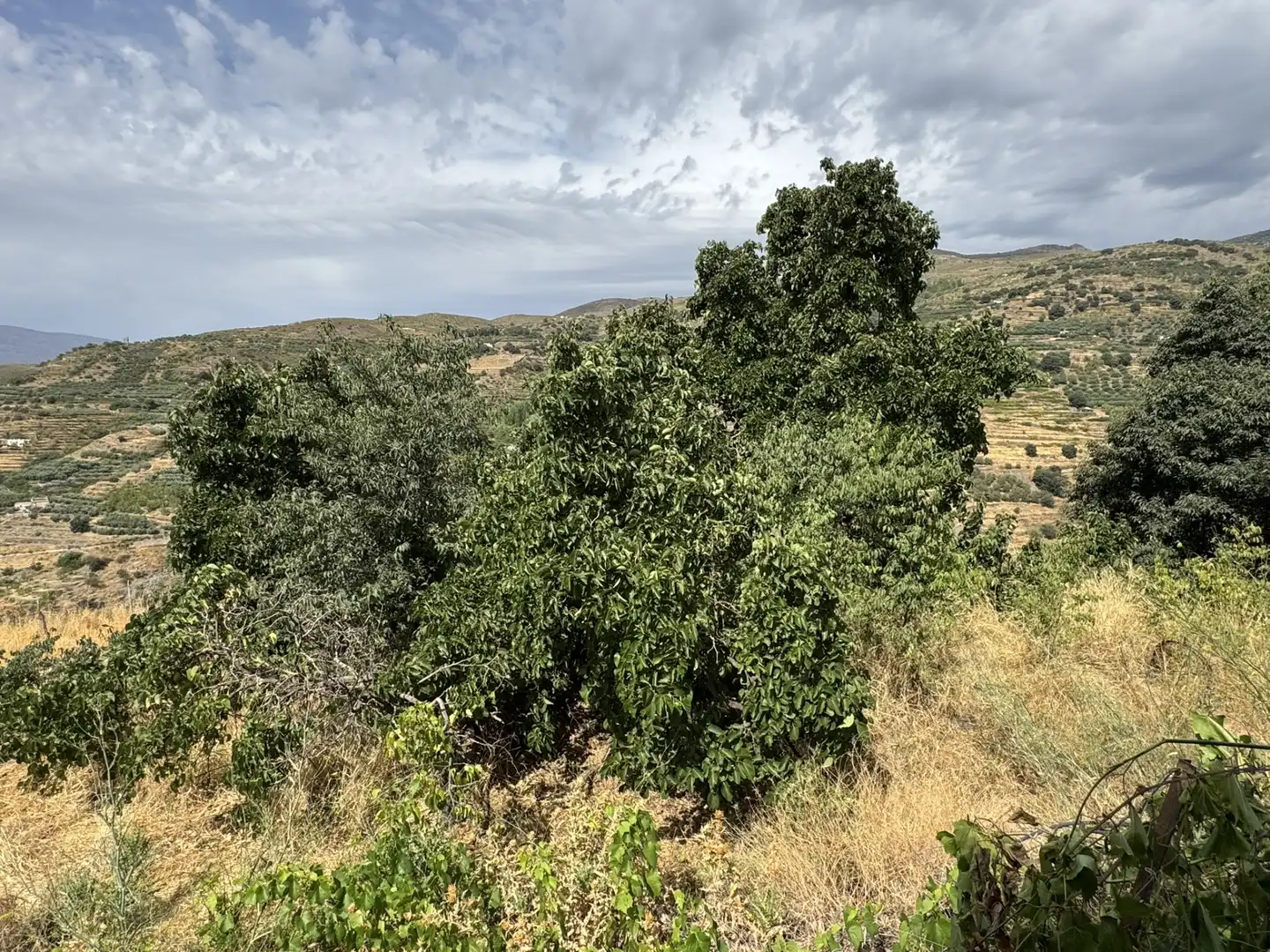 Terreny en venda en Ohanes