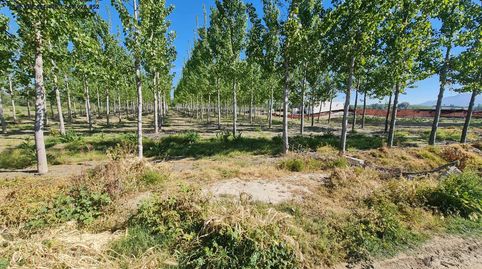 TERRENO RÚSTICO EN VENTA EN CIJUELA, immagine 4