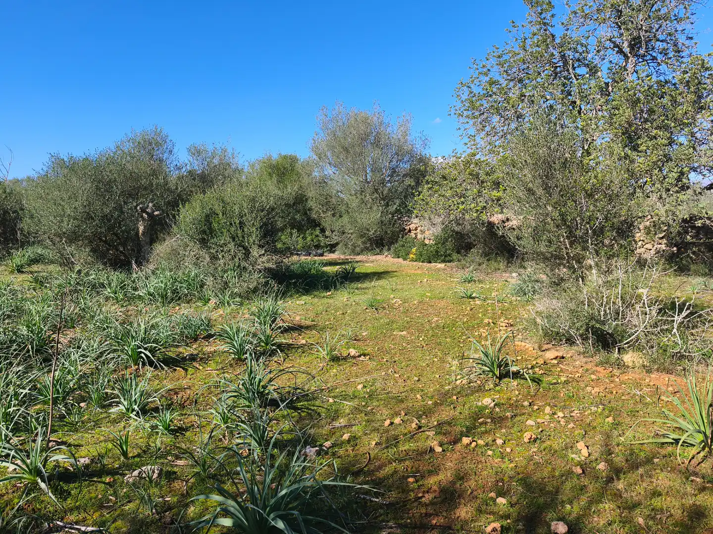 Terreno residencial en venta en Carrer Ruberts 24, imagen 10