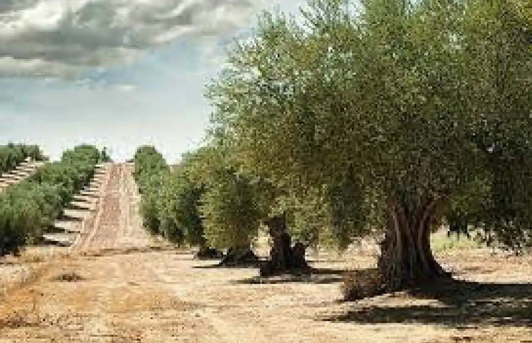 Terreno rustico in vendita a Rossell