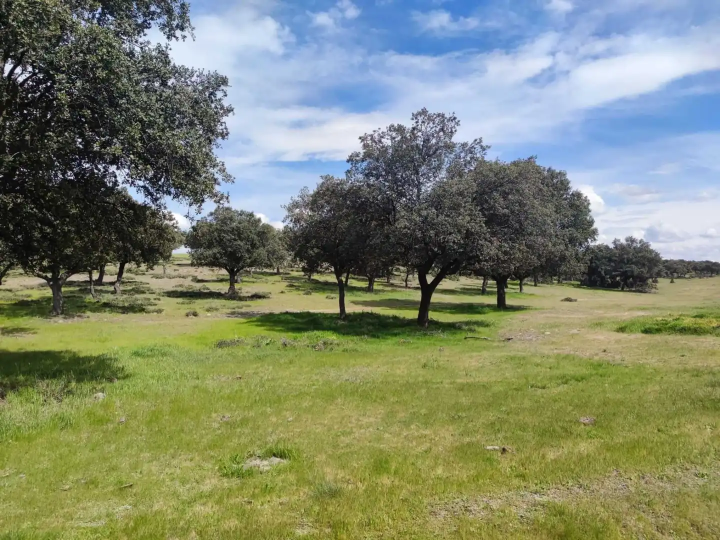 Finca rústica en venta en Maello