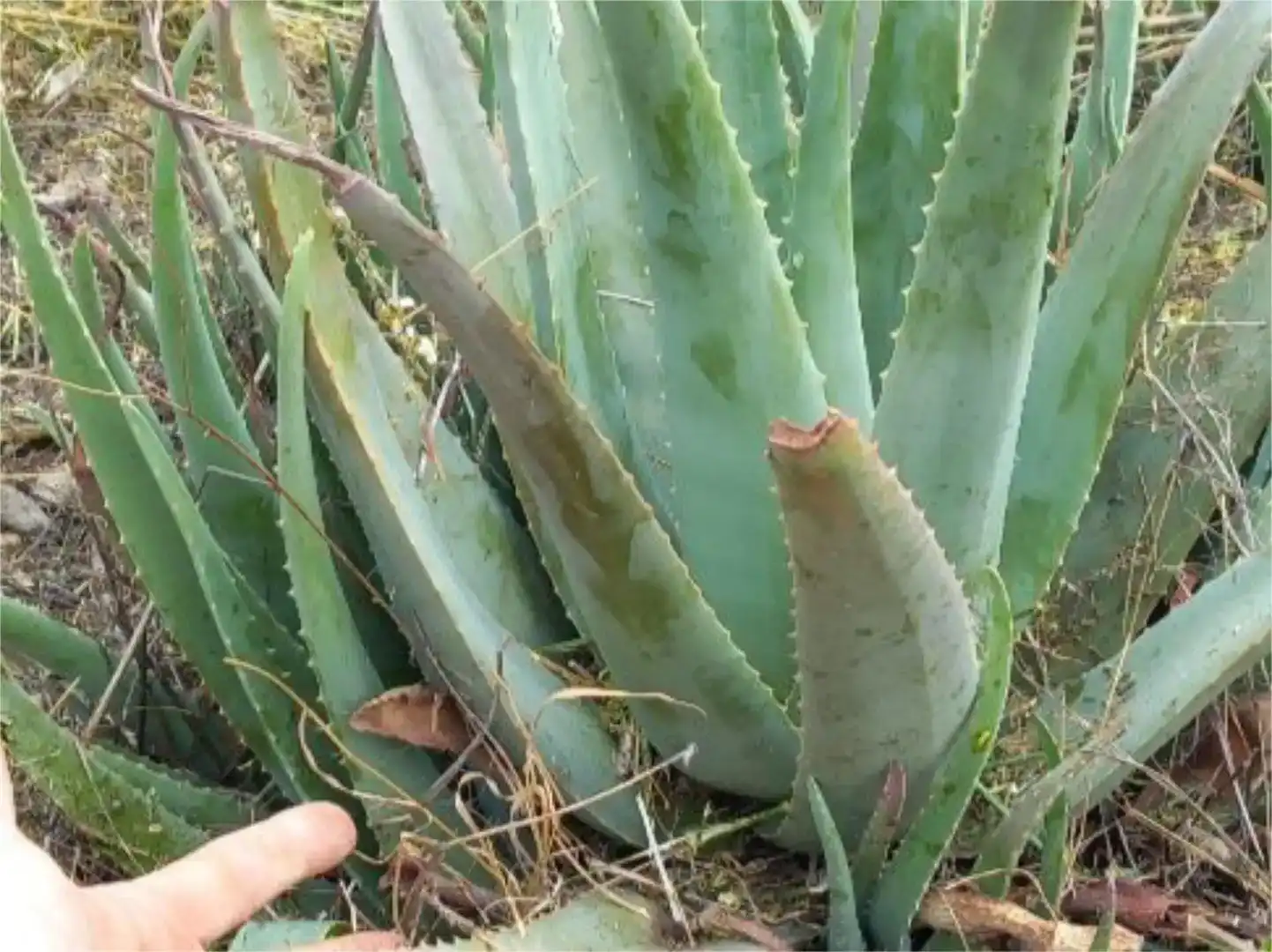 Jardín de Terreno en venta en Árchez