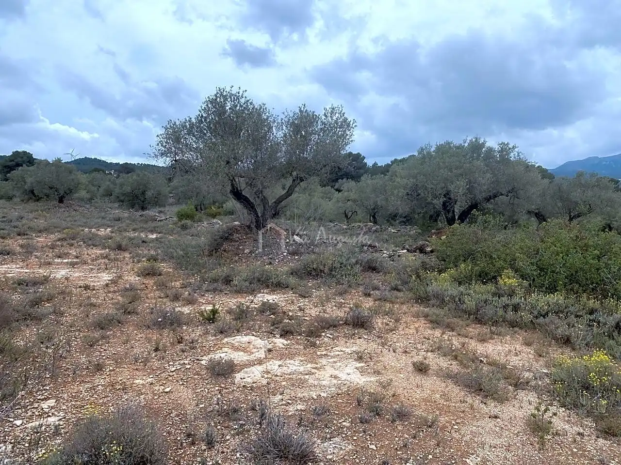 Terreno rustico in vendita a Burga, imagen 6