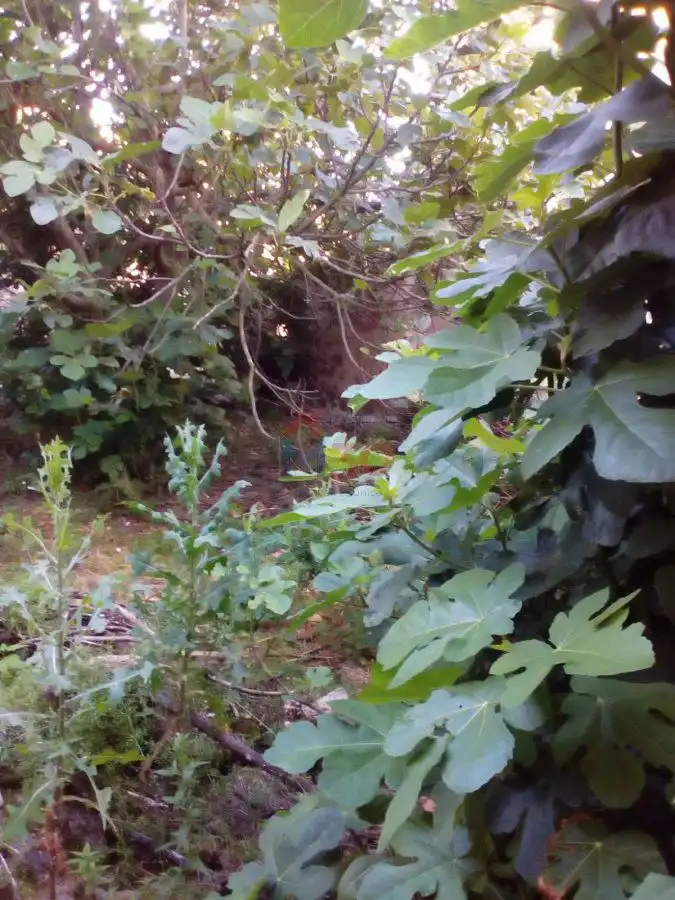 Casa o chalet en venta en Cascajares de Bureba