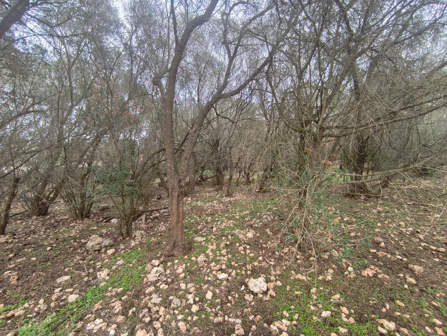 Rural land for sale in Ariany, imagen 15