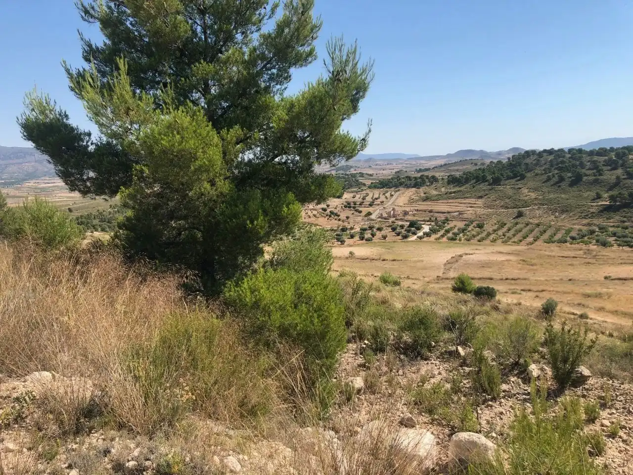 Rustikales Grundstück zum Verkauf in Jumilla, imagen 7