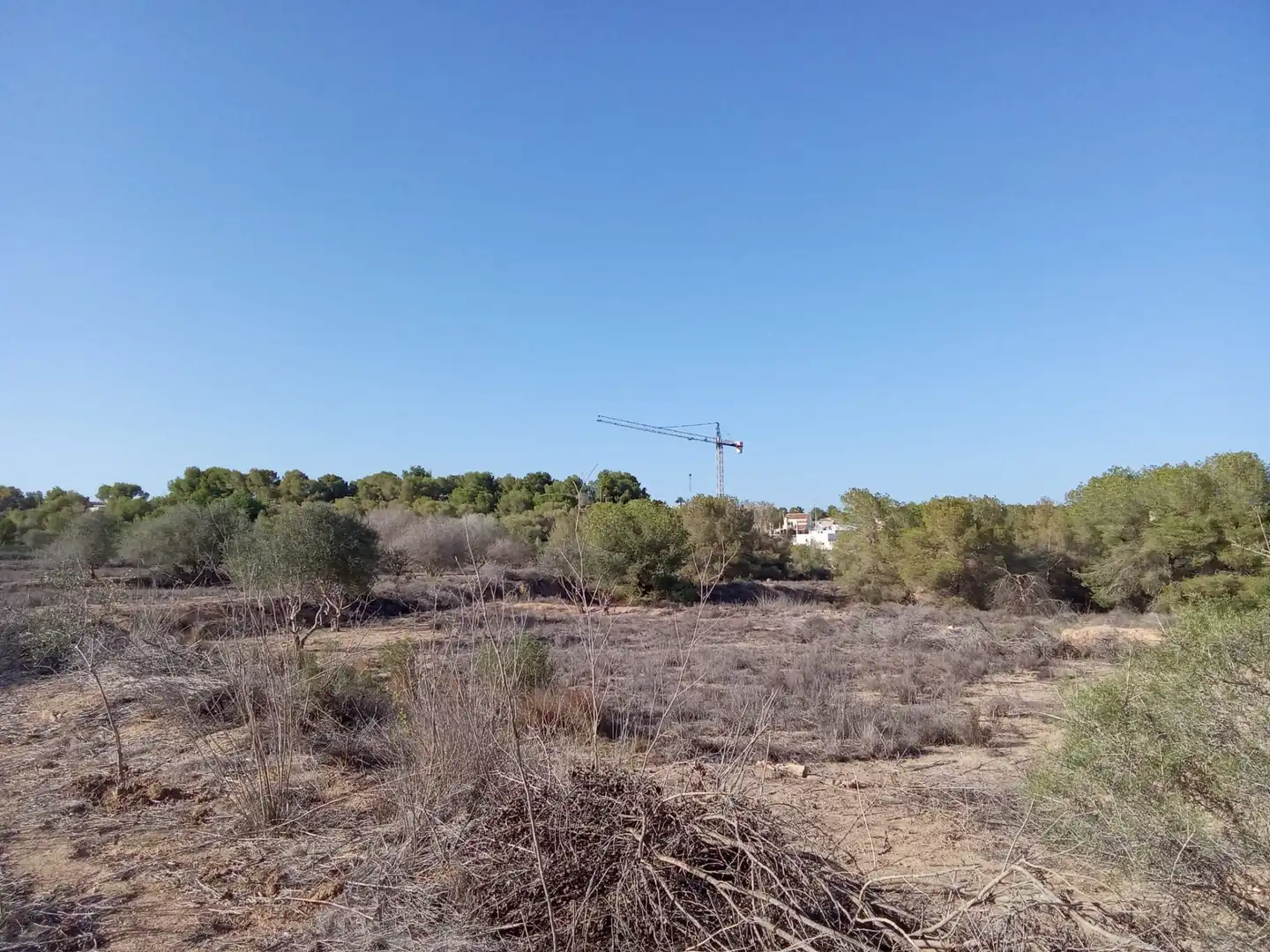 Terreny rústic en venda a El Pinar de Campoverde, imagen 2
