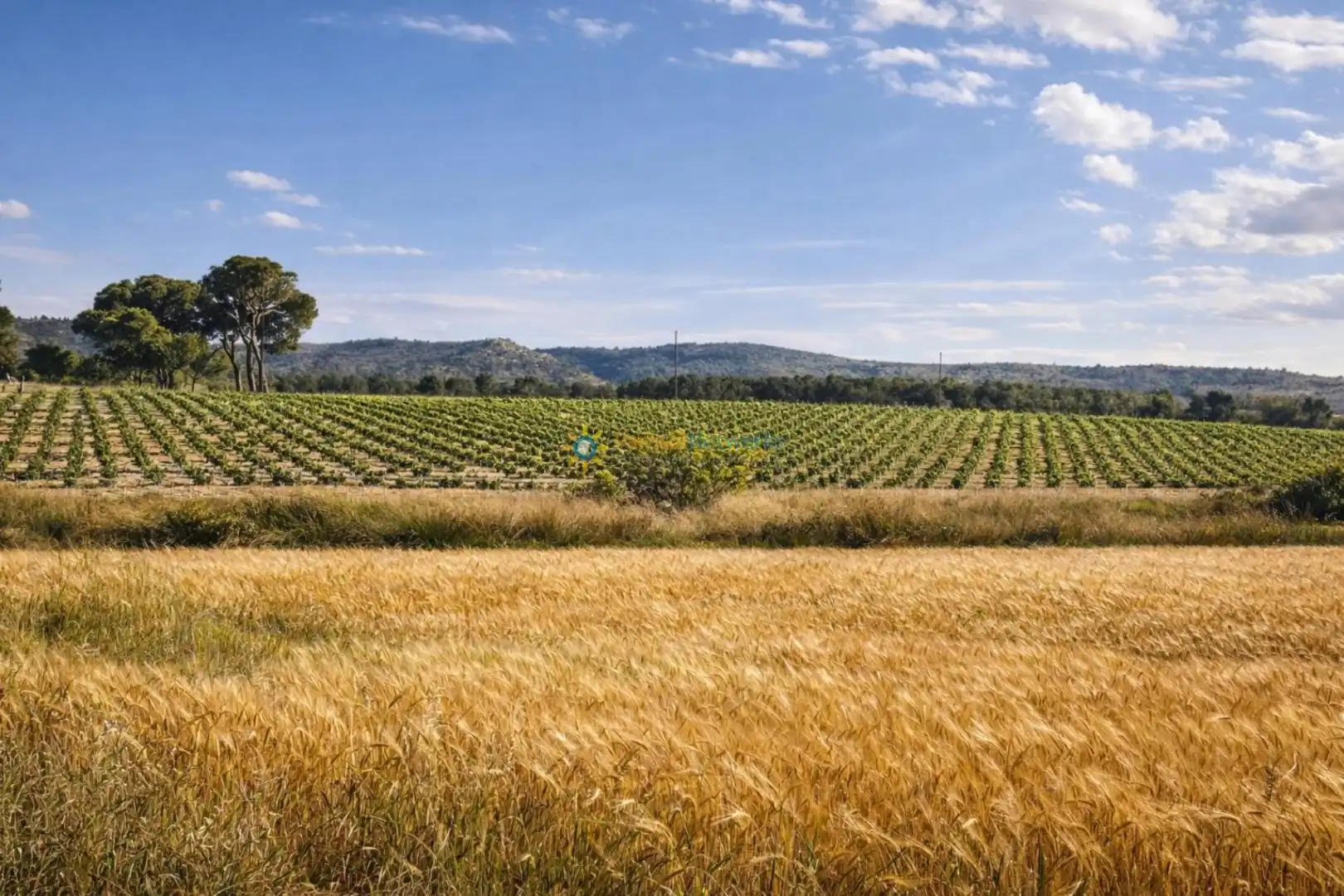 Vista exterior de Finca rústica en venda en Villena amb Jardí privat i Traster