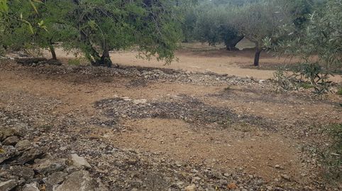 FINCA DE 5 HA EN FREGINALS CON CASA, imatge 3