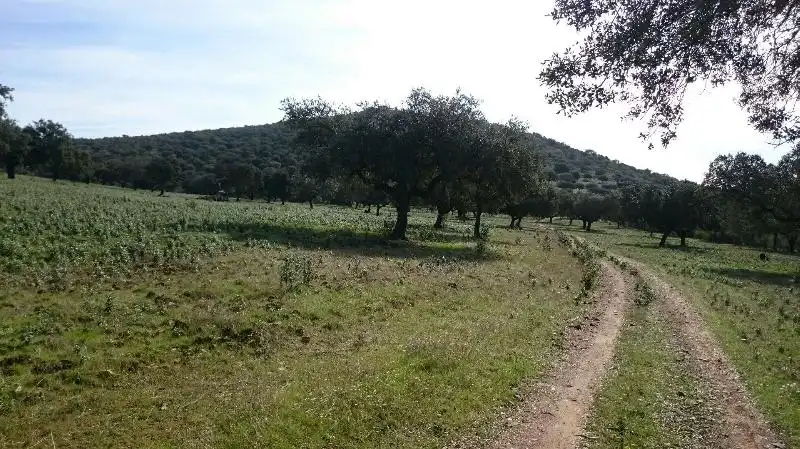 Land for sale in Salorino