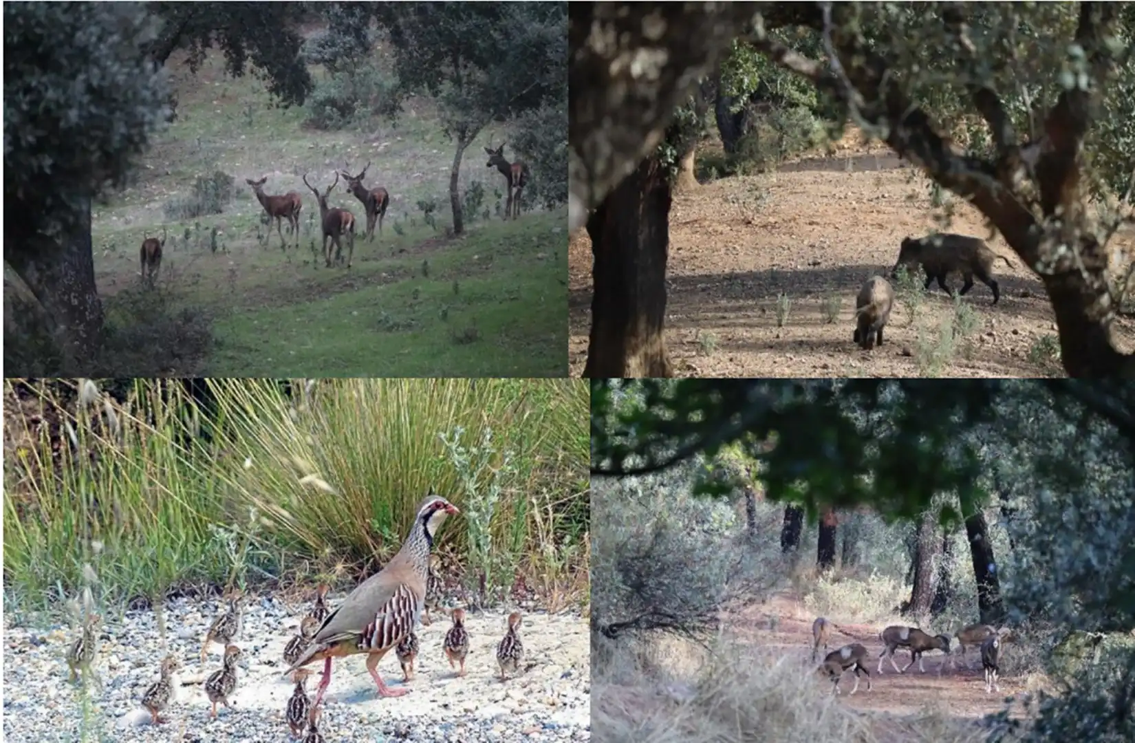 Grundstücke und Bauplätze zum Verkauf in Sureste, imagen 14