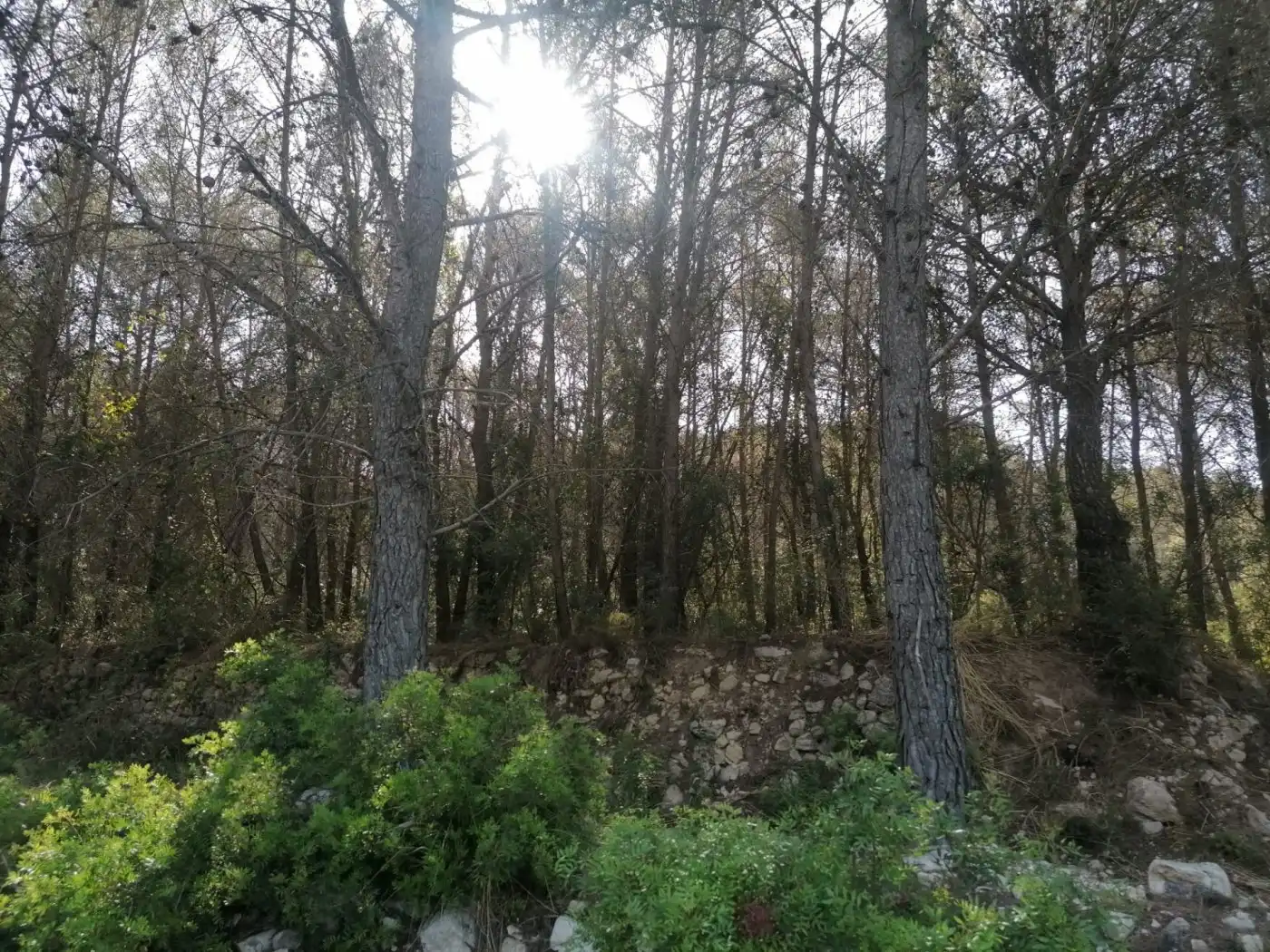 Terreny residencial en venda a Can Lloses - Can Marcer, imagen 5