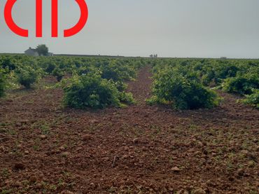Terreno rustico in vendita a Tomelloso