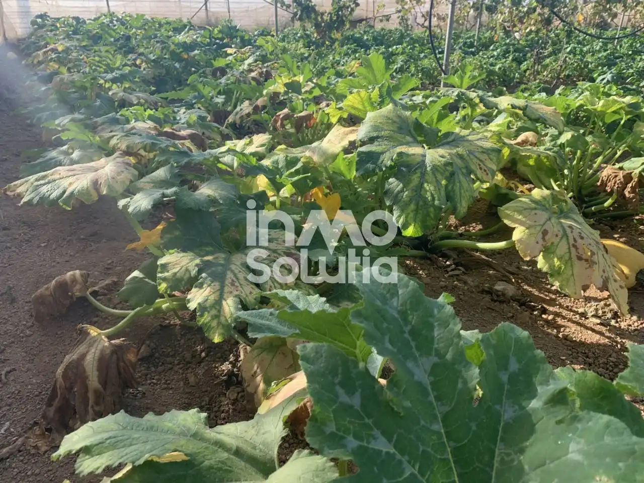 Terreno rustico in vendita a El Capitán, imagen 28