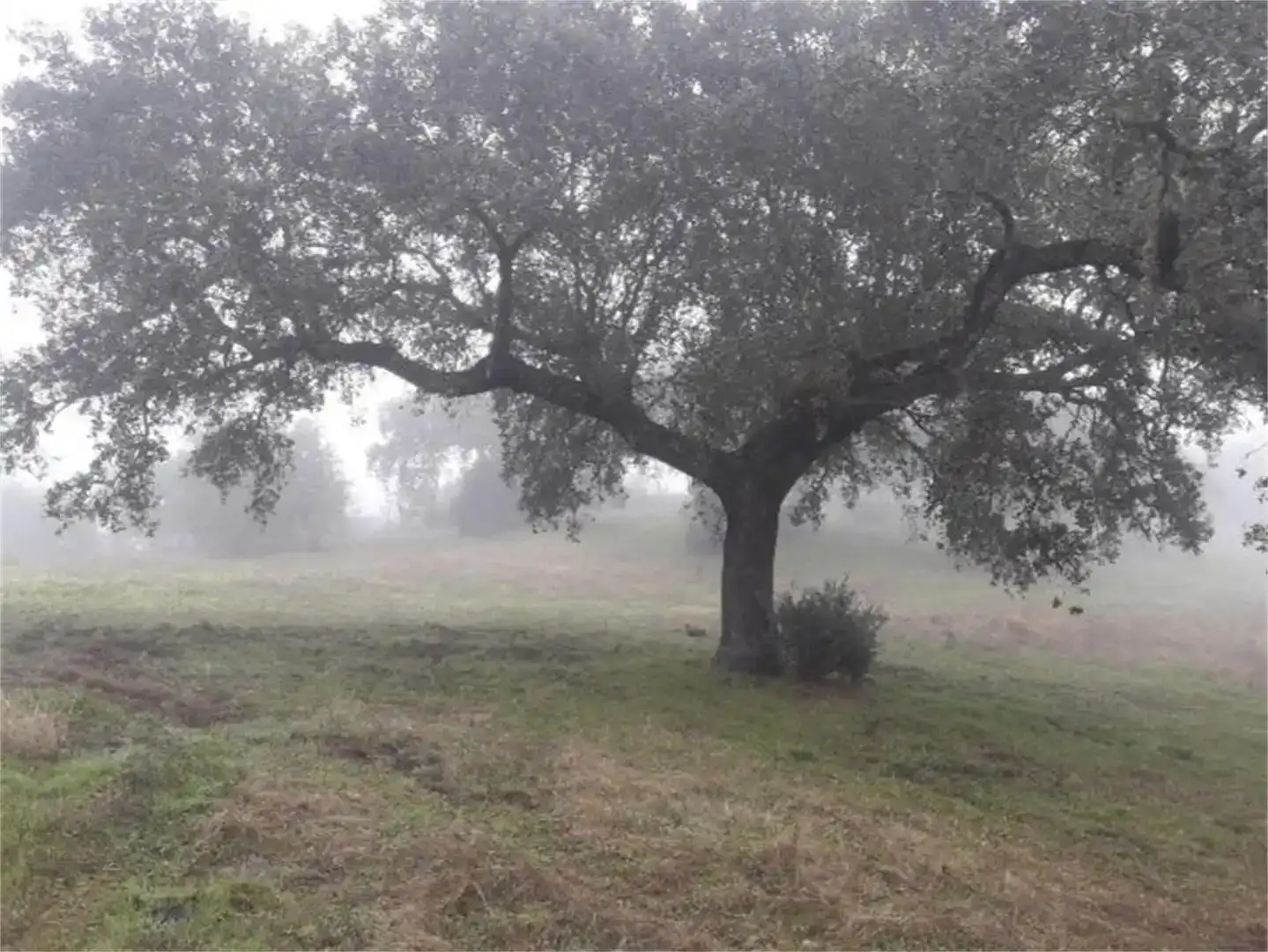 Jardí de Finca rústica en venda en Higuera la Real