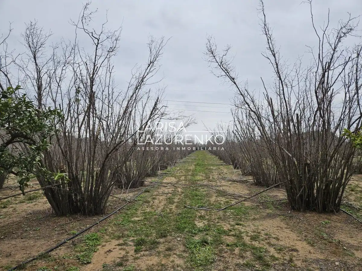 Finca rústica en venda en Riudoms