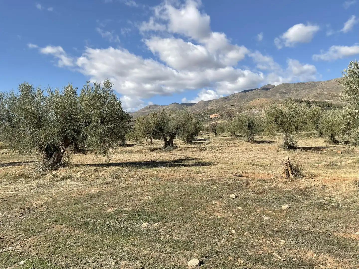 Land for sale in Padules