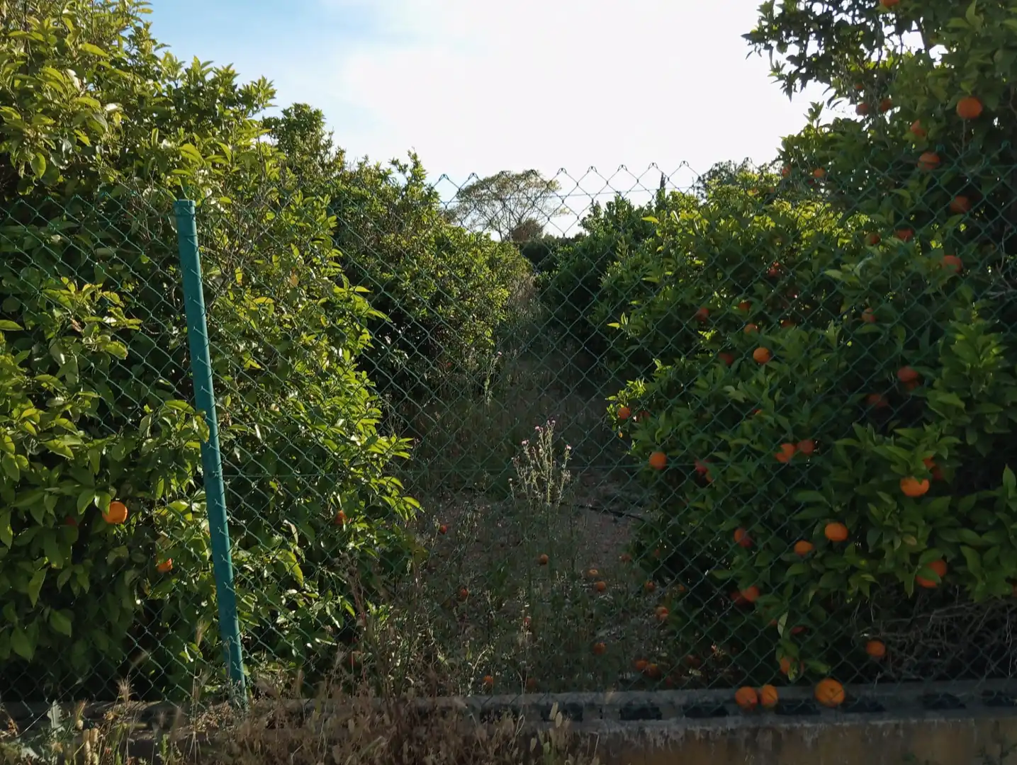 Terreny rústic en venda a Pedanías Oeste, imagen 6