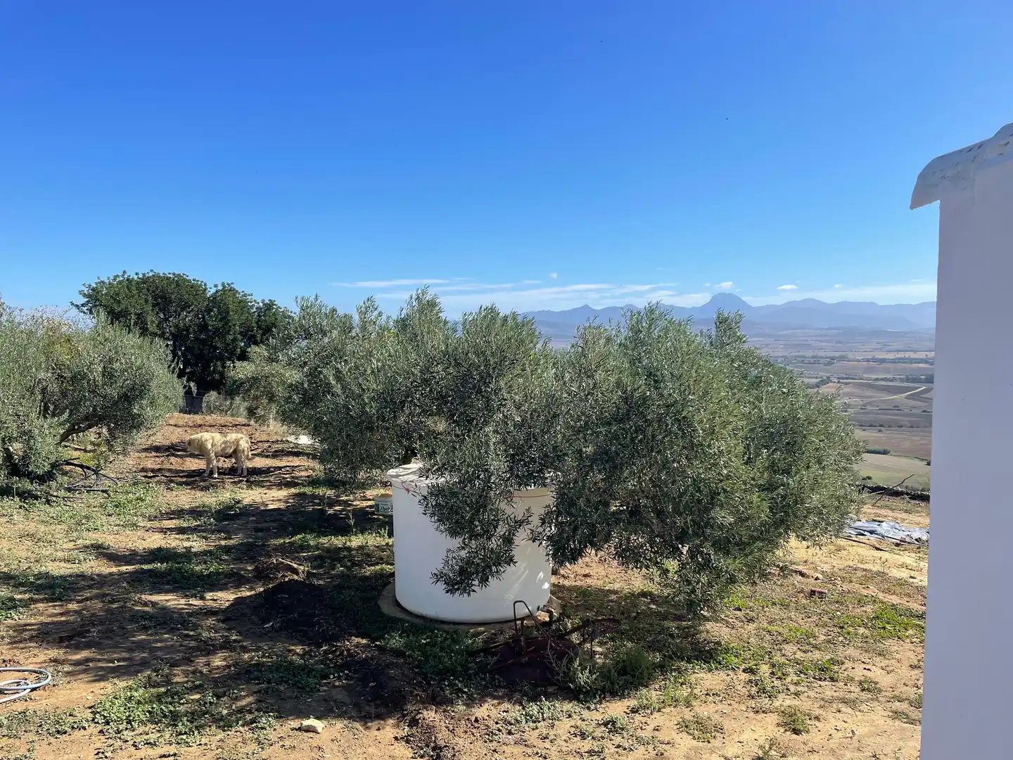 Terreno rustico in vendita a Arcos de la Frontera, imagen 19