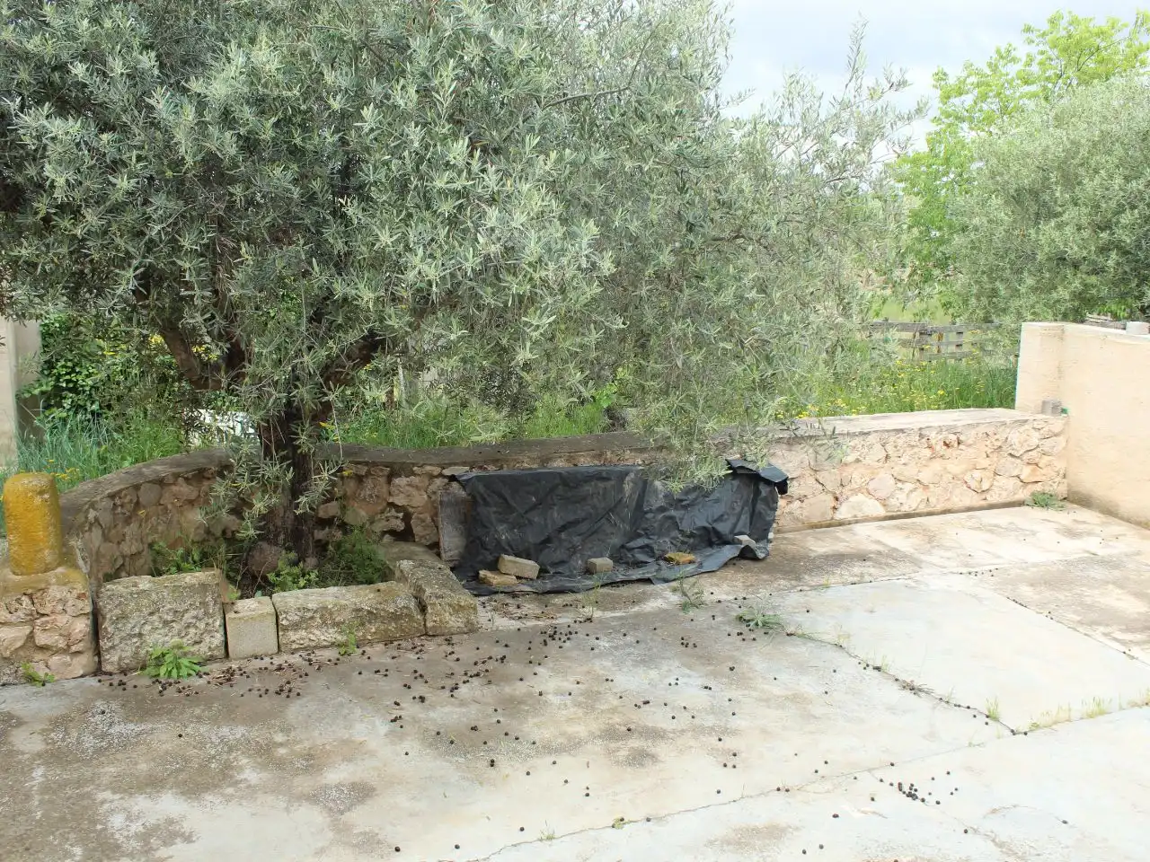 Jardí de Casa o xalet en venda en Biar amb Terrassa