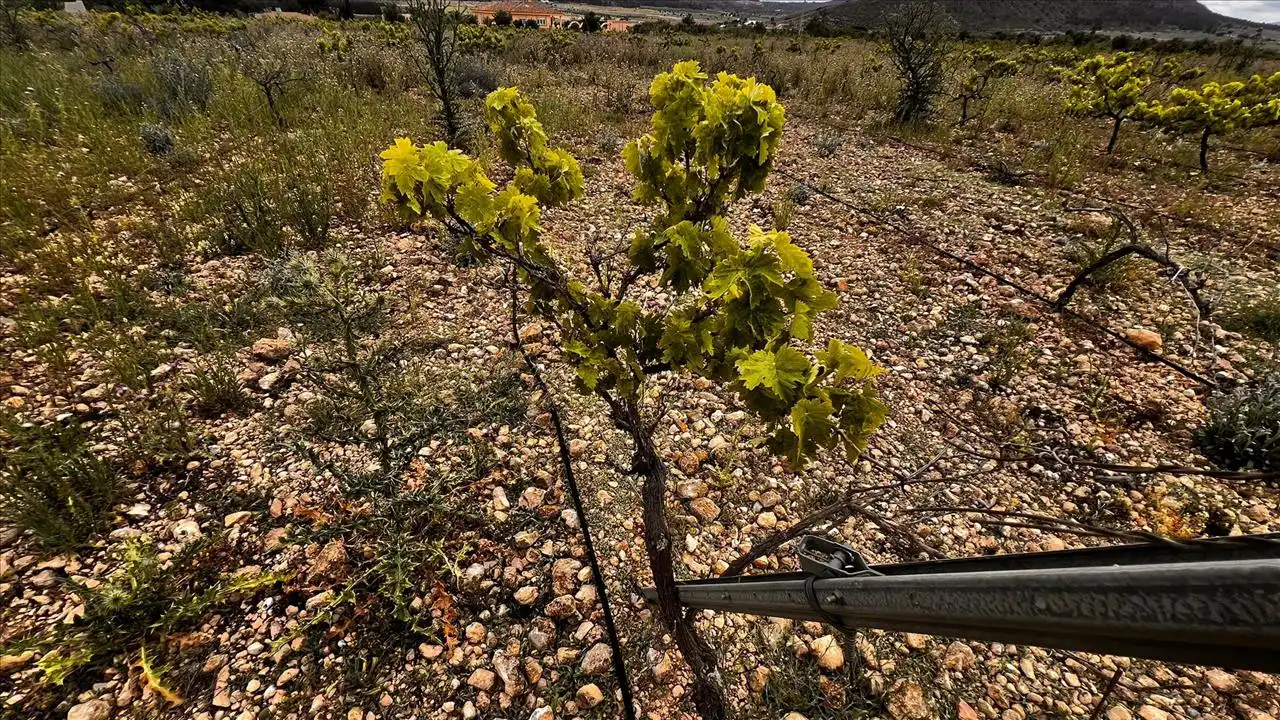 Wohnbaugrundstück zum Verkauf in Casa De La Gloria, Parcela 141, Poligono 11, imagen 8