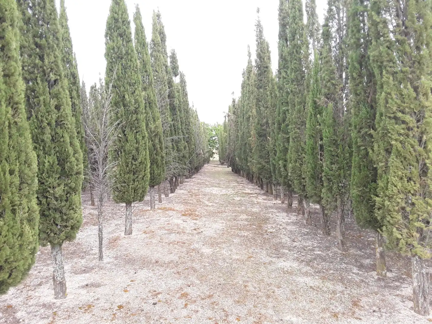 Terreno en venta en Moraleja de Enmedio