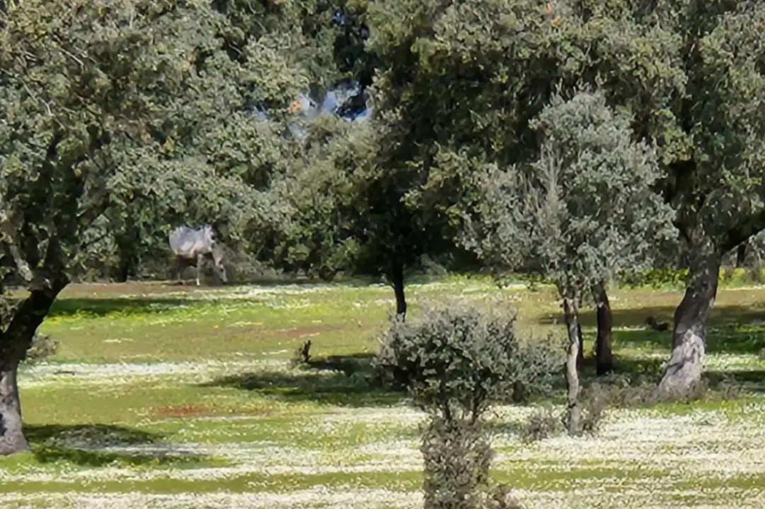 Terreno en venta en Casco Antiguo
