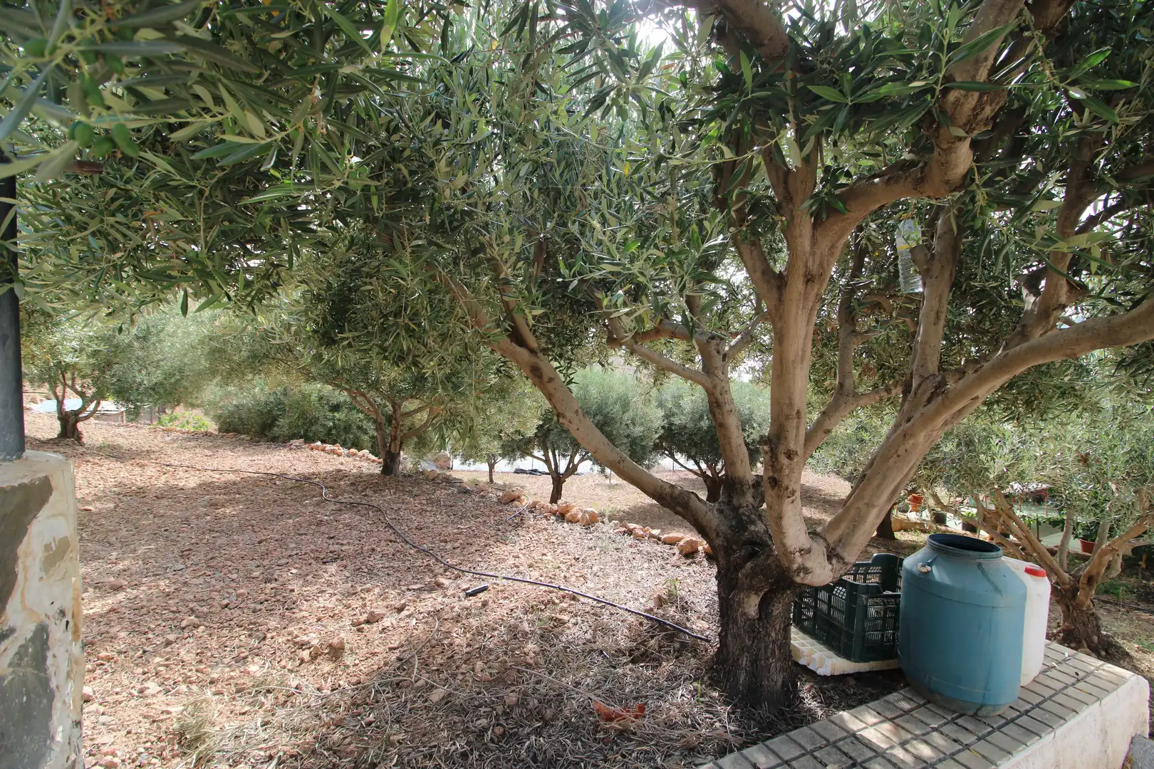 Jardí de Finca rústica en venda en Dalías