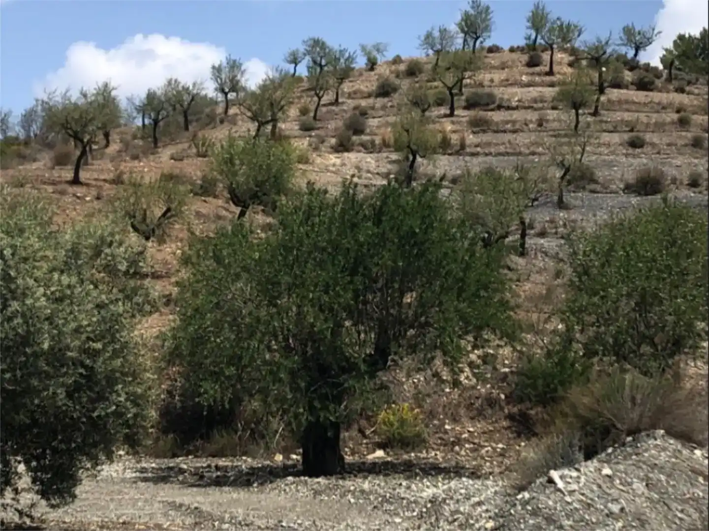 Land for sale in Lorca