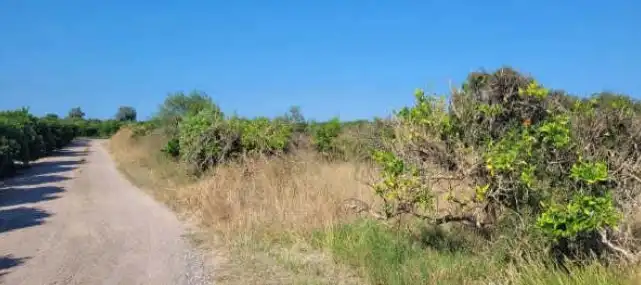 Rural land for sale in Partida Vilella, imagen 6