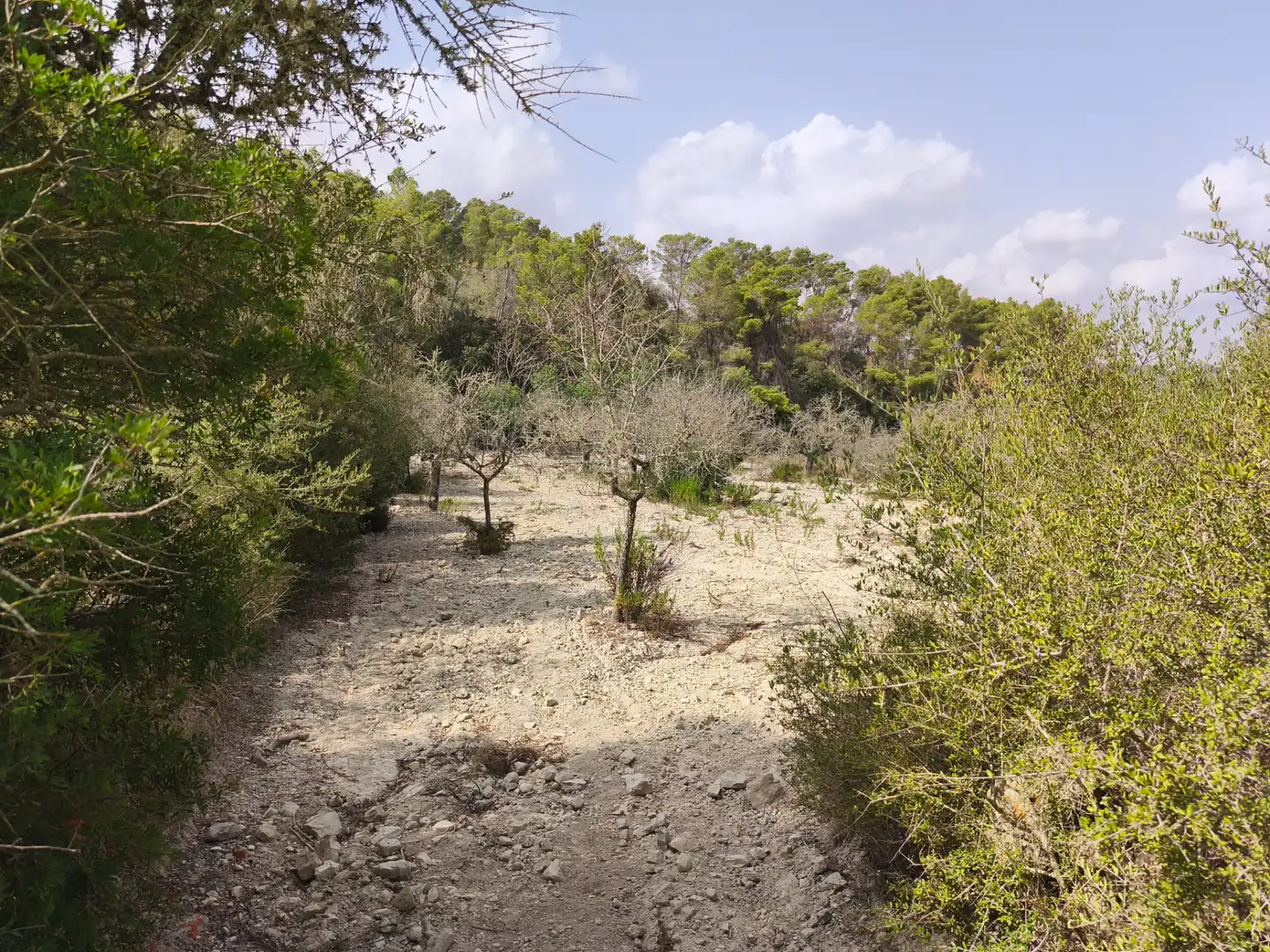Terreno rustico in vendita a Sant Joan, imagen 13