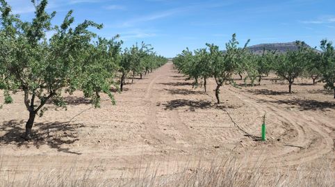 PARCELA CON ALMENDROS EN MONOVAR