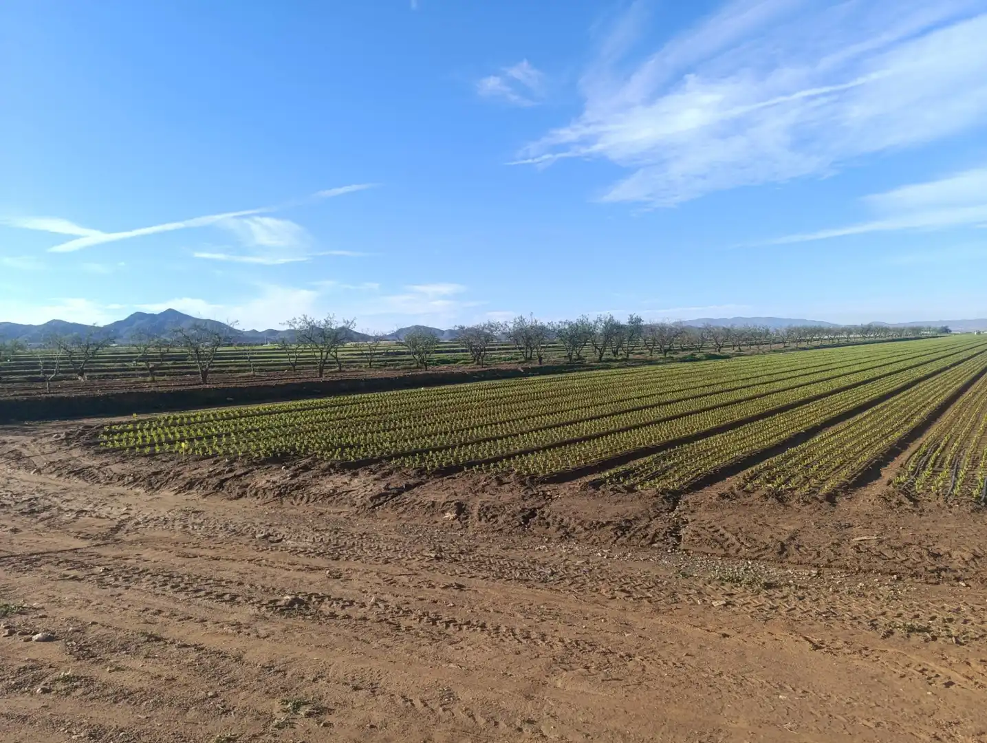 Terreno rústico en venta en Pasaje TORRE CALIN-DS ALJORRA 1, imagen 8
