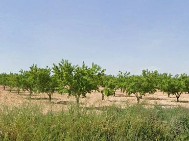 Terreno rustico in vendita a Travesía de la Cooperativa 17