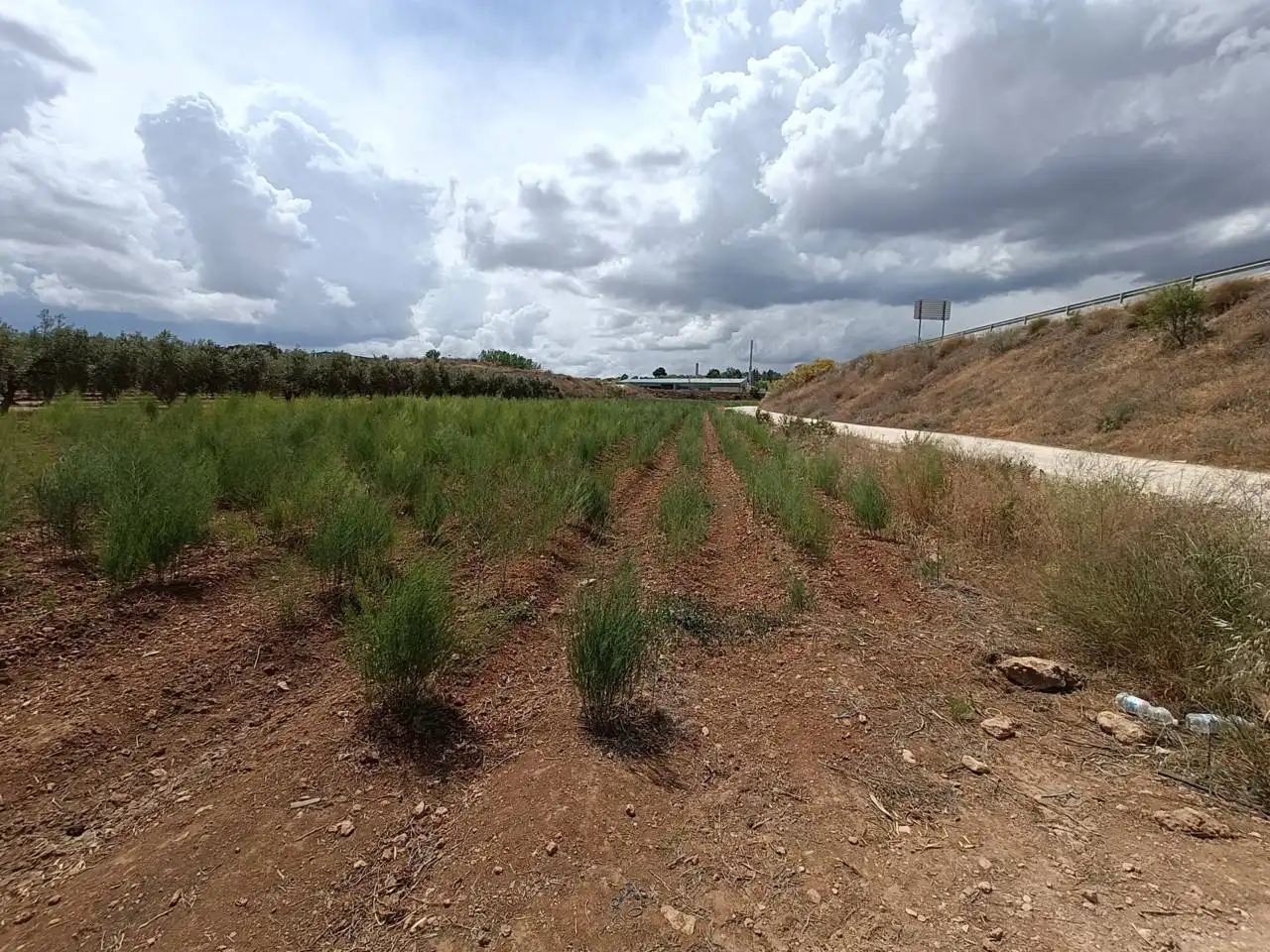 Rural land for sale in Moraleda de Zafayona, imagen 7
