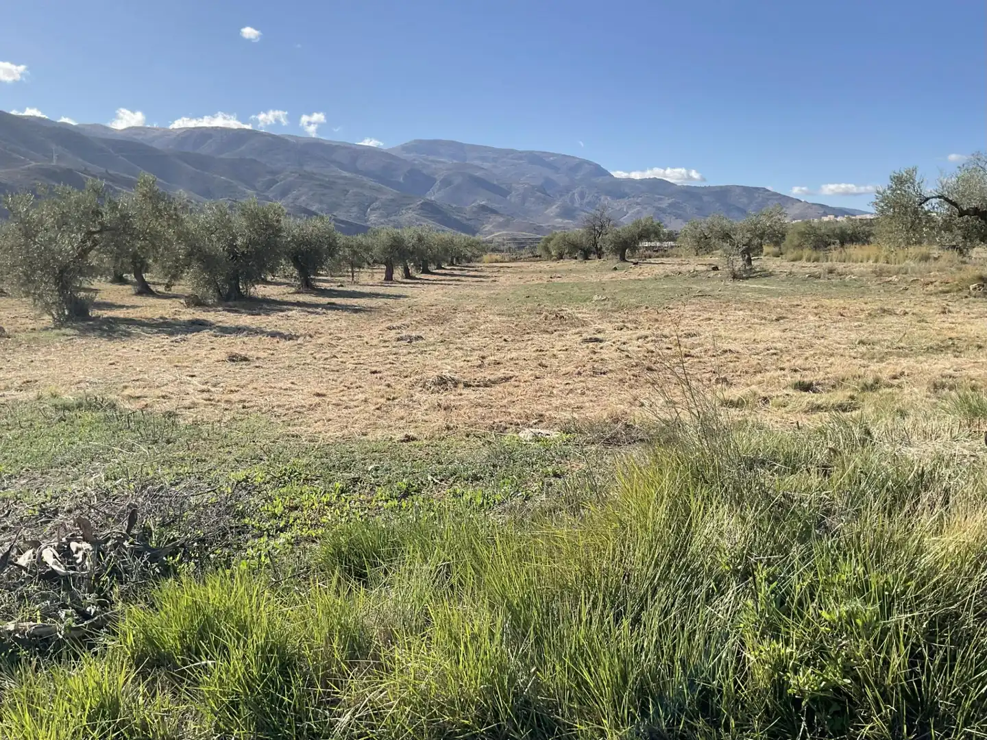 Land for sale in Padules