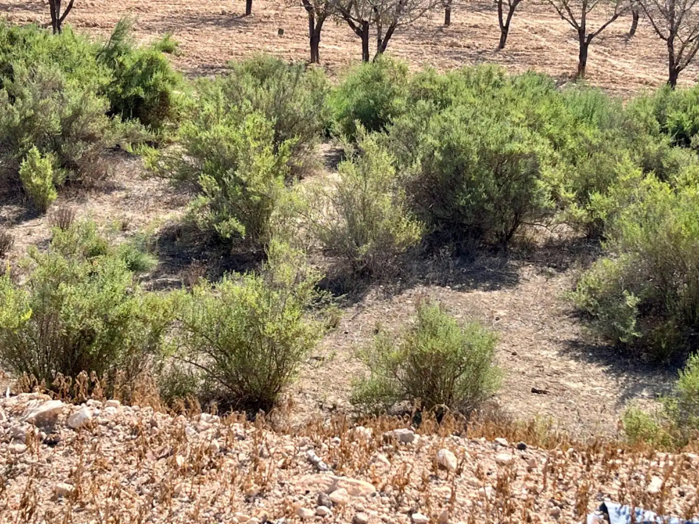 Residencial en venta en Elche de la Sierra