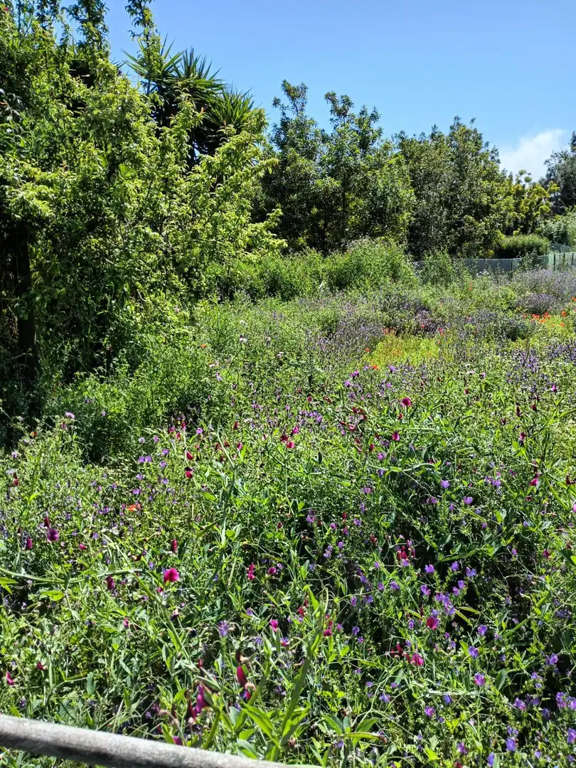Jardín de Finca rústica en venta en Garachico