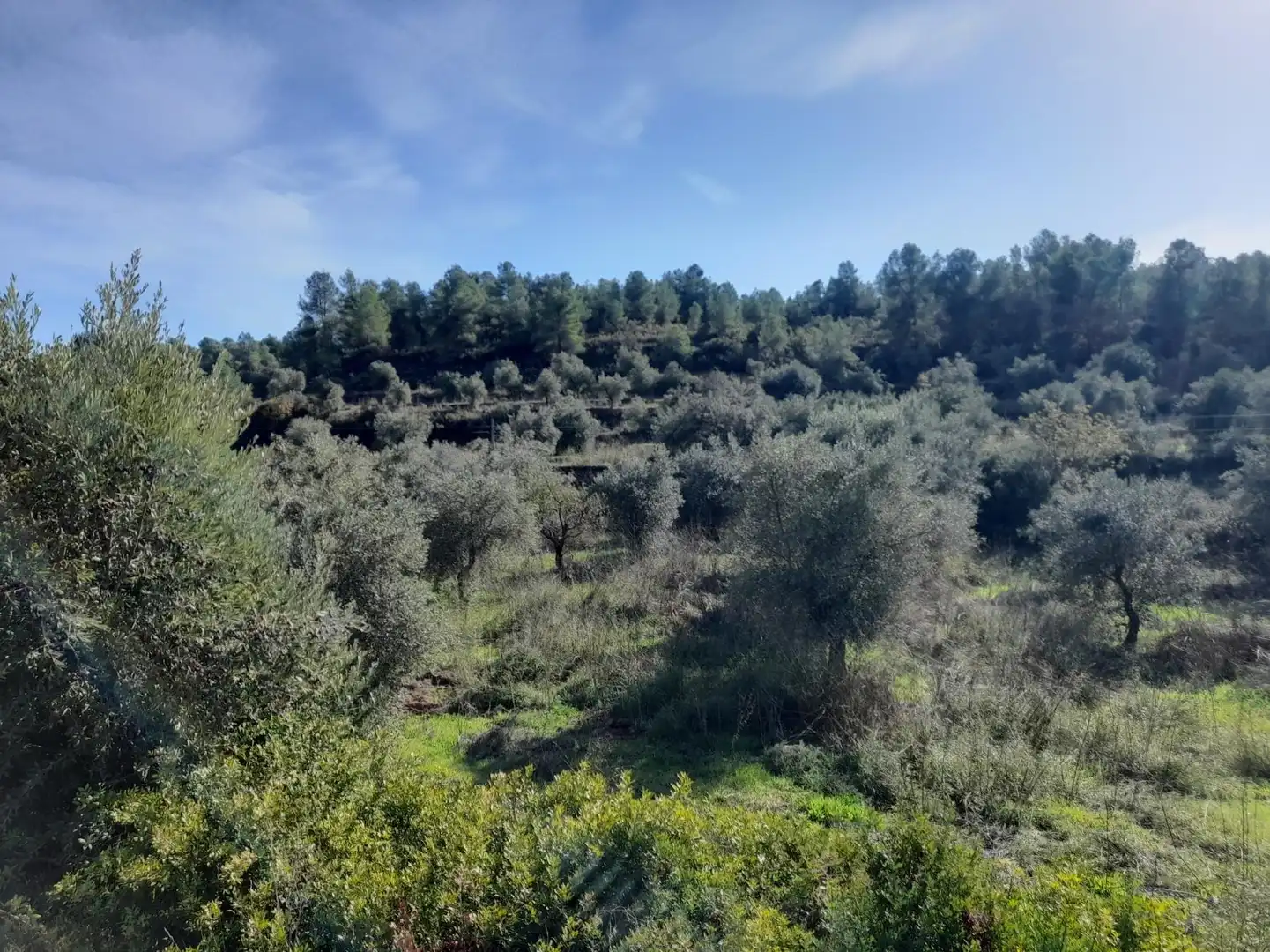 Land for sale in La Palma d'Ebre