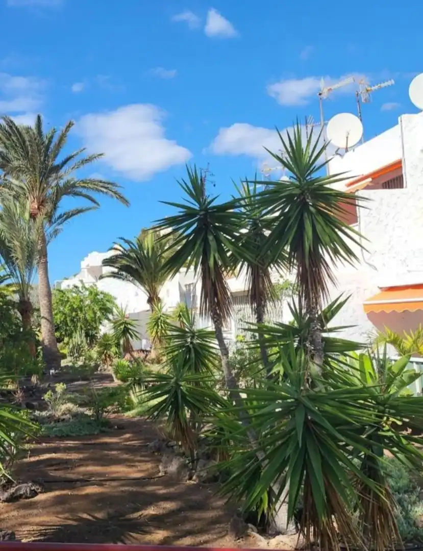 Jardí de Estudi en venda en Arona amb Moblat i Piscina comunitària