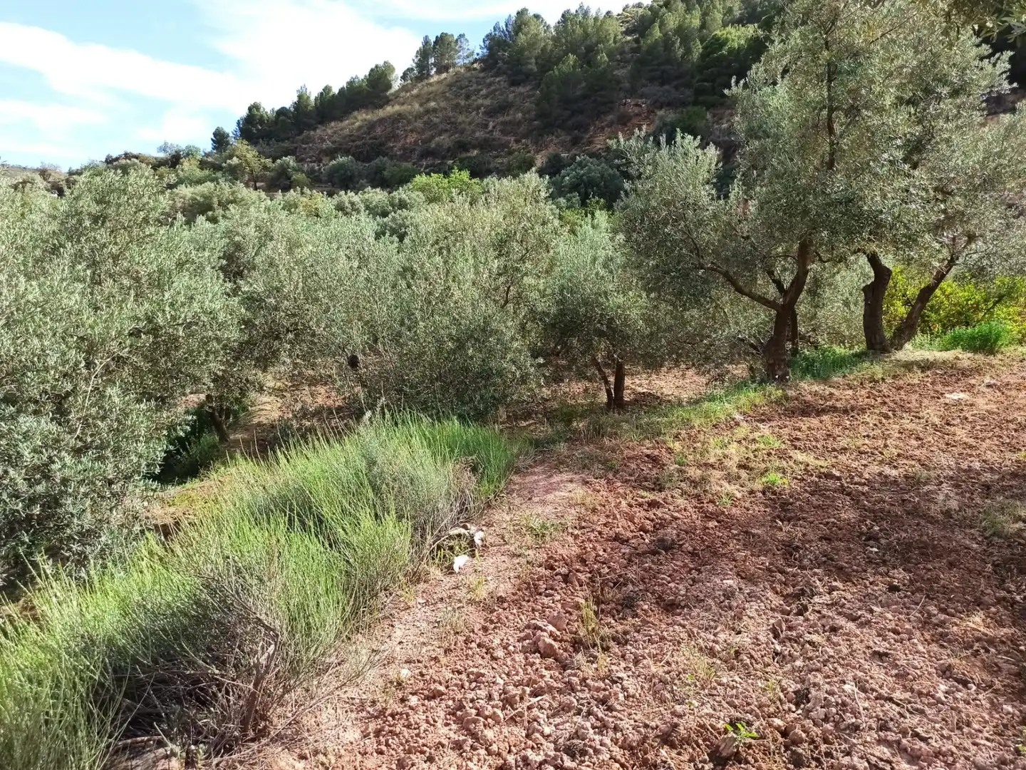 Residential land for sale in Alcolea, imagen 5