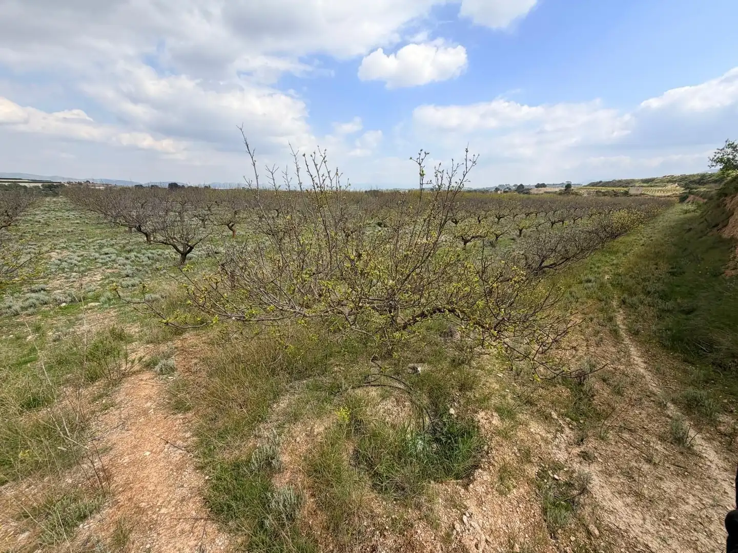 Terreny rústic en venda a Albaida, imagen 12