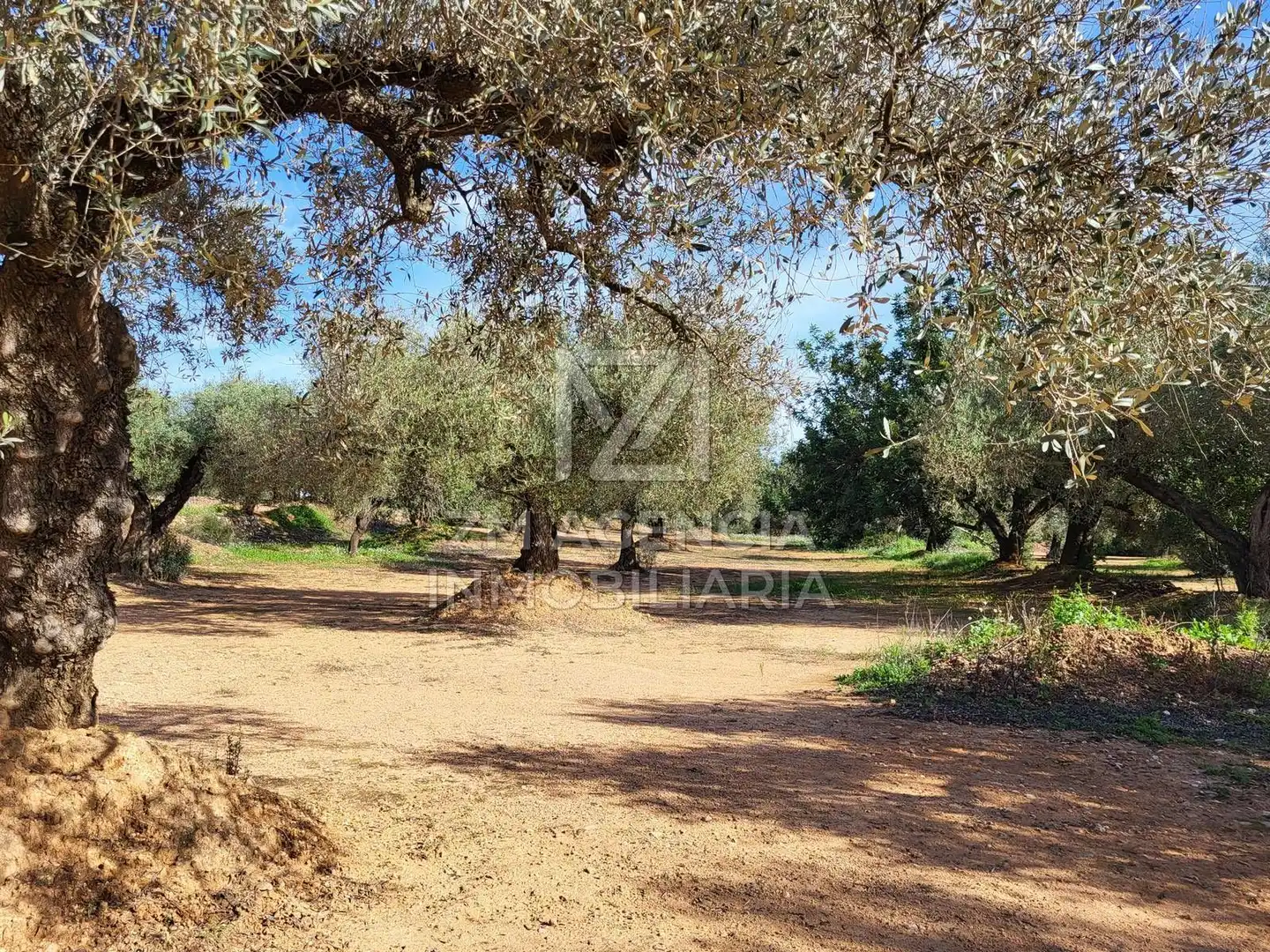 Terreno rustico in vendita a Traiguera, imagen 13