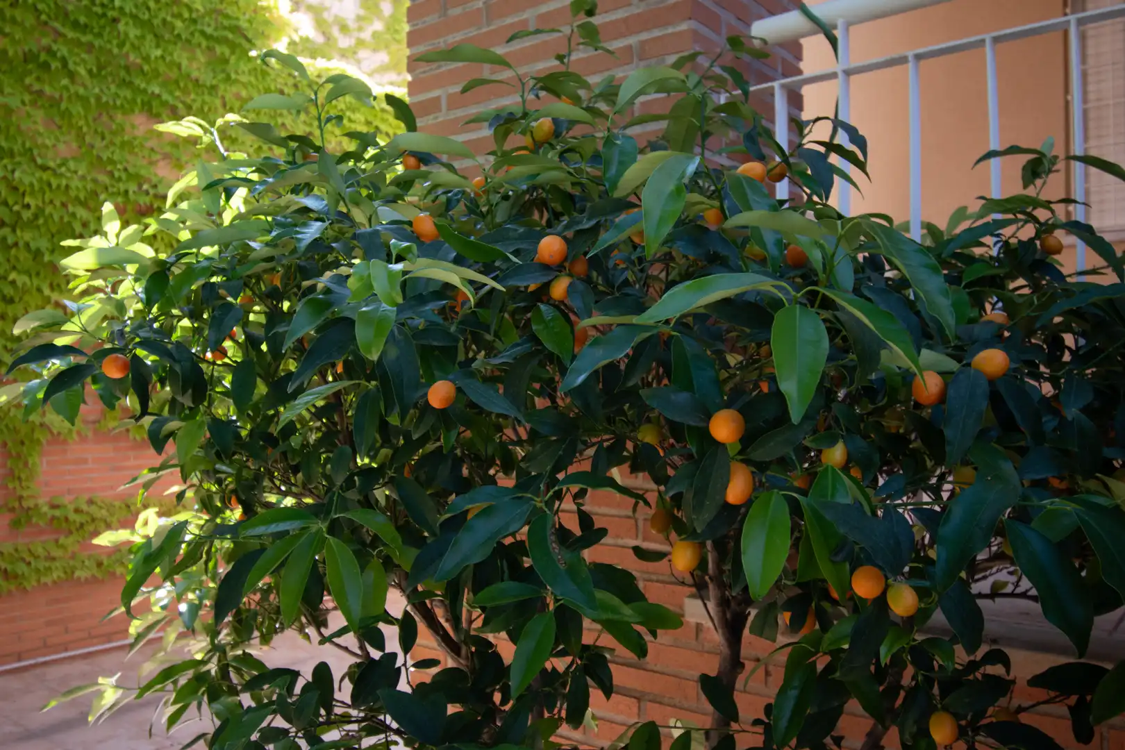 Jardín de Casa o chalet de alquiler en Murcia con Aire acondicionado, Calefacción y Jardín privado