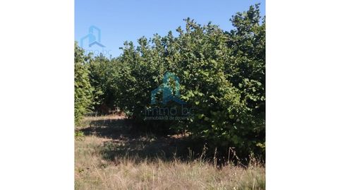 Photo 5 of Land for sale in Poligono 1 Paraje 42 Prats, Cabra del Camp, Tarragona