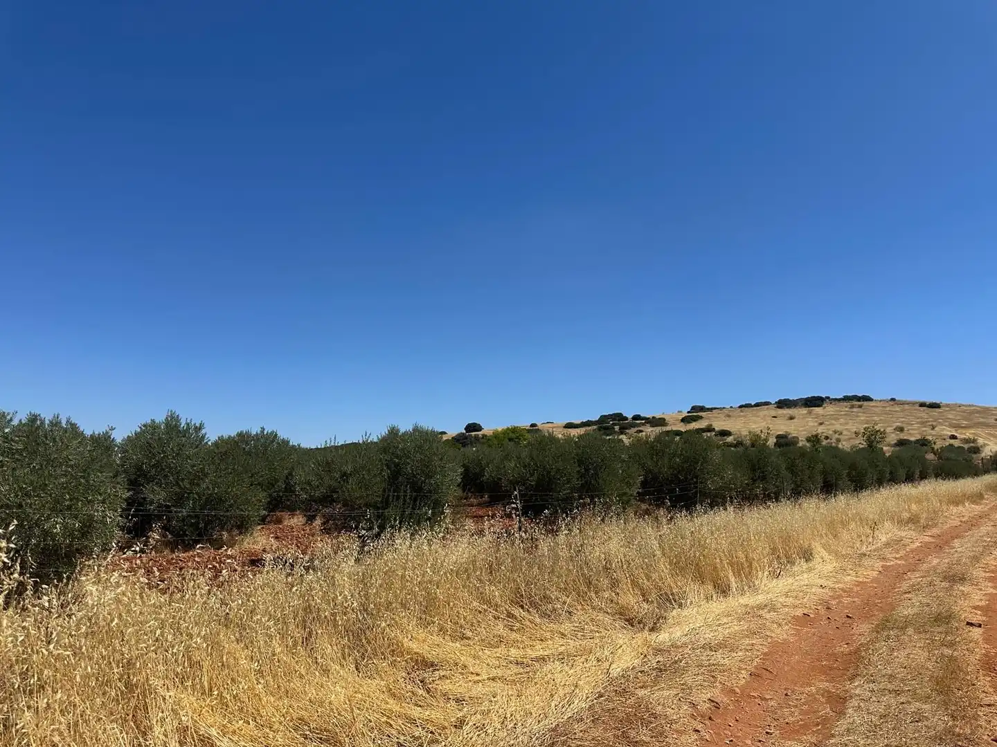 Rural land for sale in Carretera Valdepeñas-Ciudad Real, imagen 34