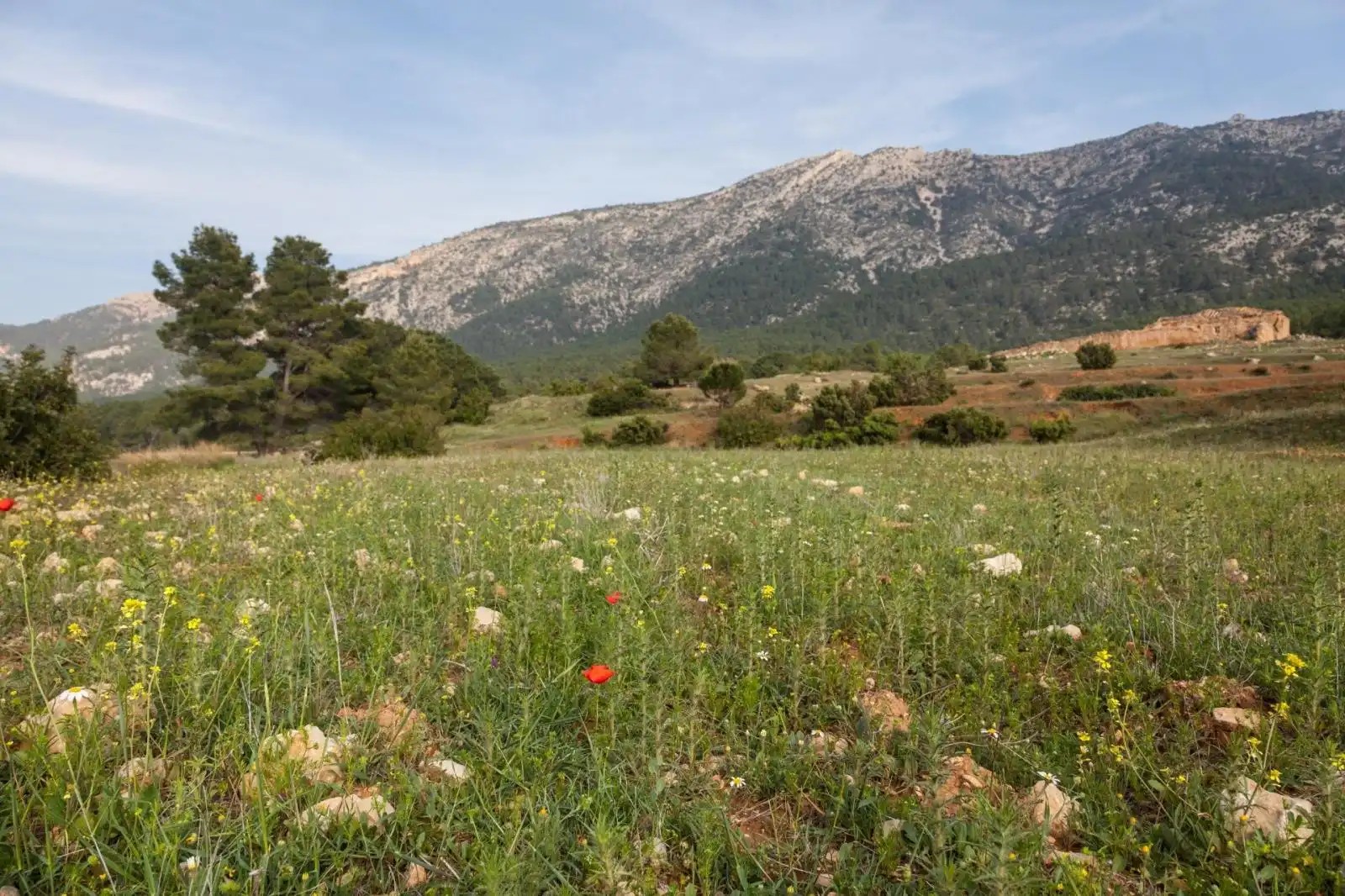 Lands and plots for sale in Mula, imagen 7