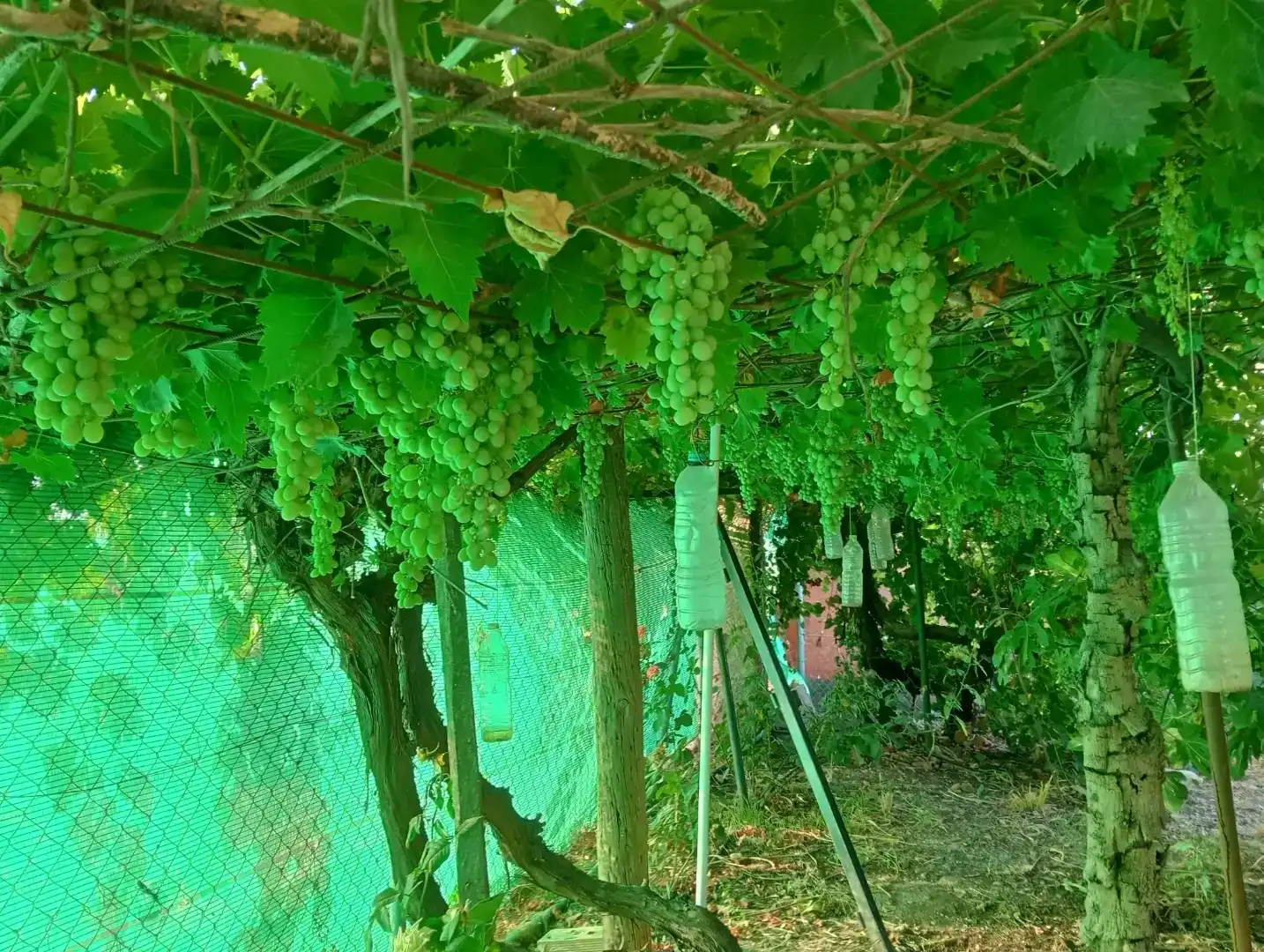 Jardín de Casa o chalet en venta en Guadalcázar