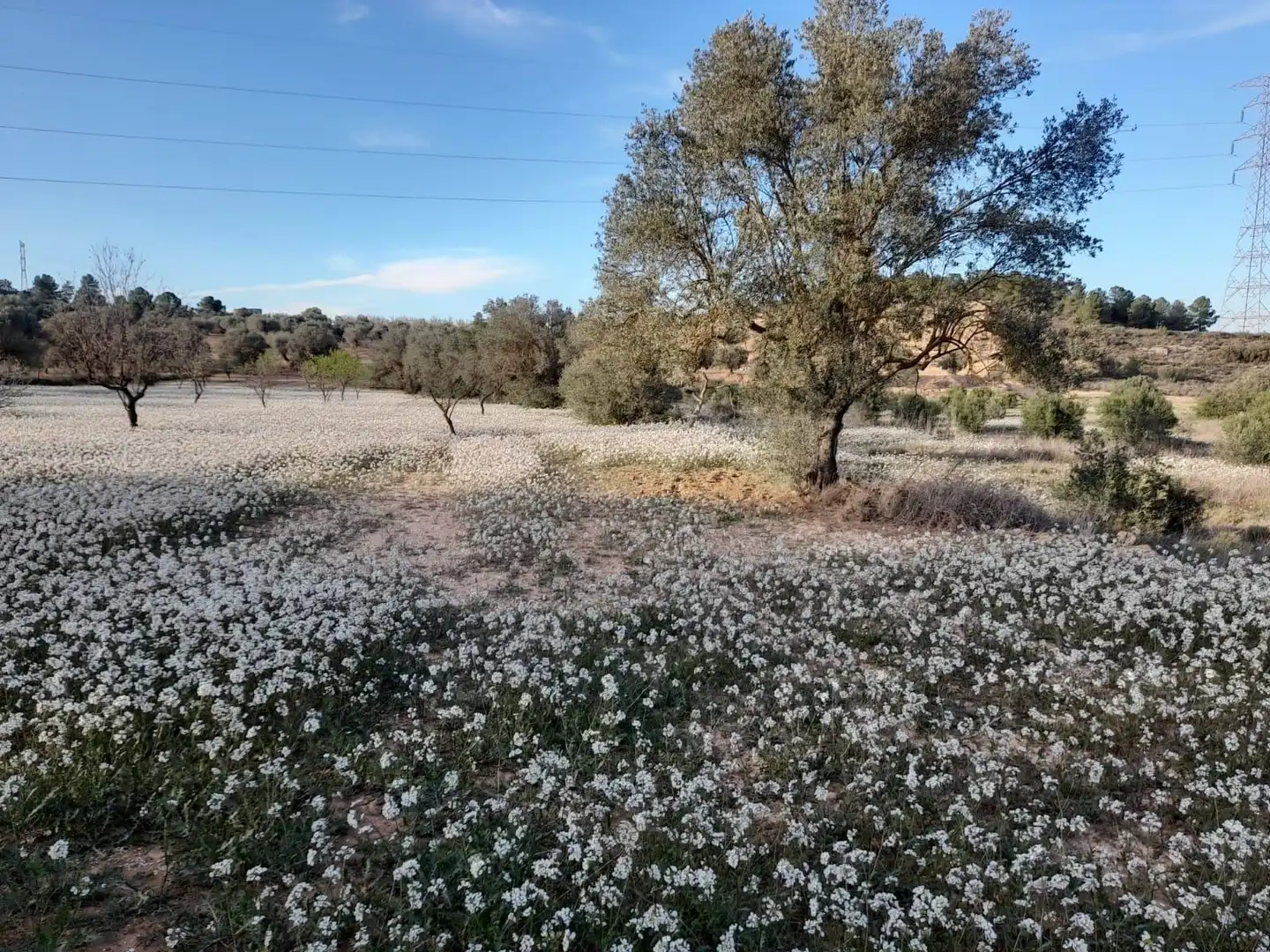 Rural land for sale in Ascó, imagen 13