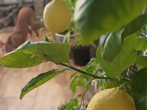 Jardín de Piso en venta en Guadix con Balcón